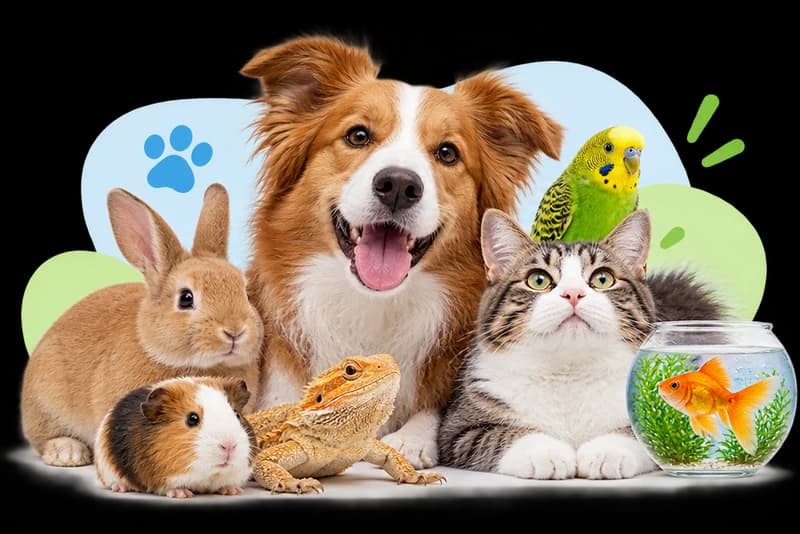 Todos los animales